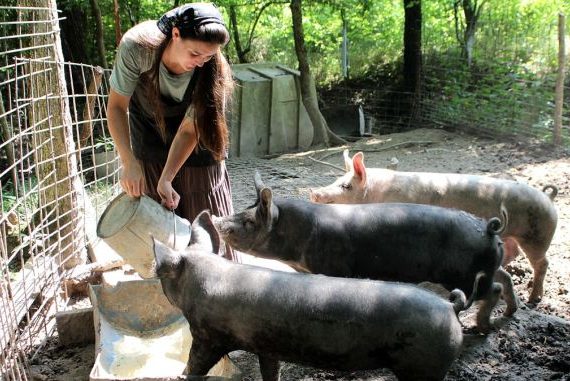 Merita sa crestem porci in Romania?