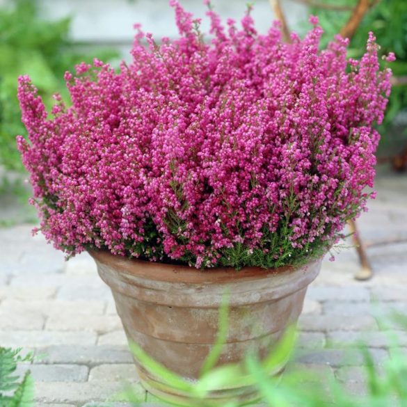 Erica gracilis (heather roz): ingrijire si intretinere