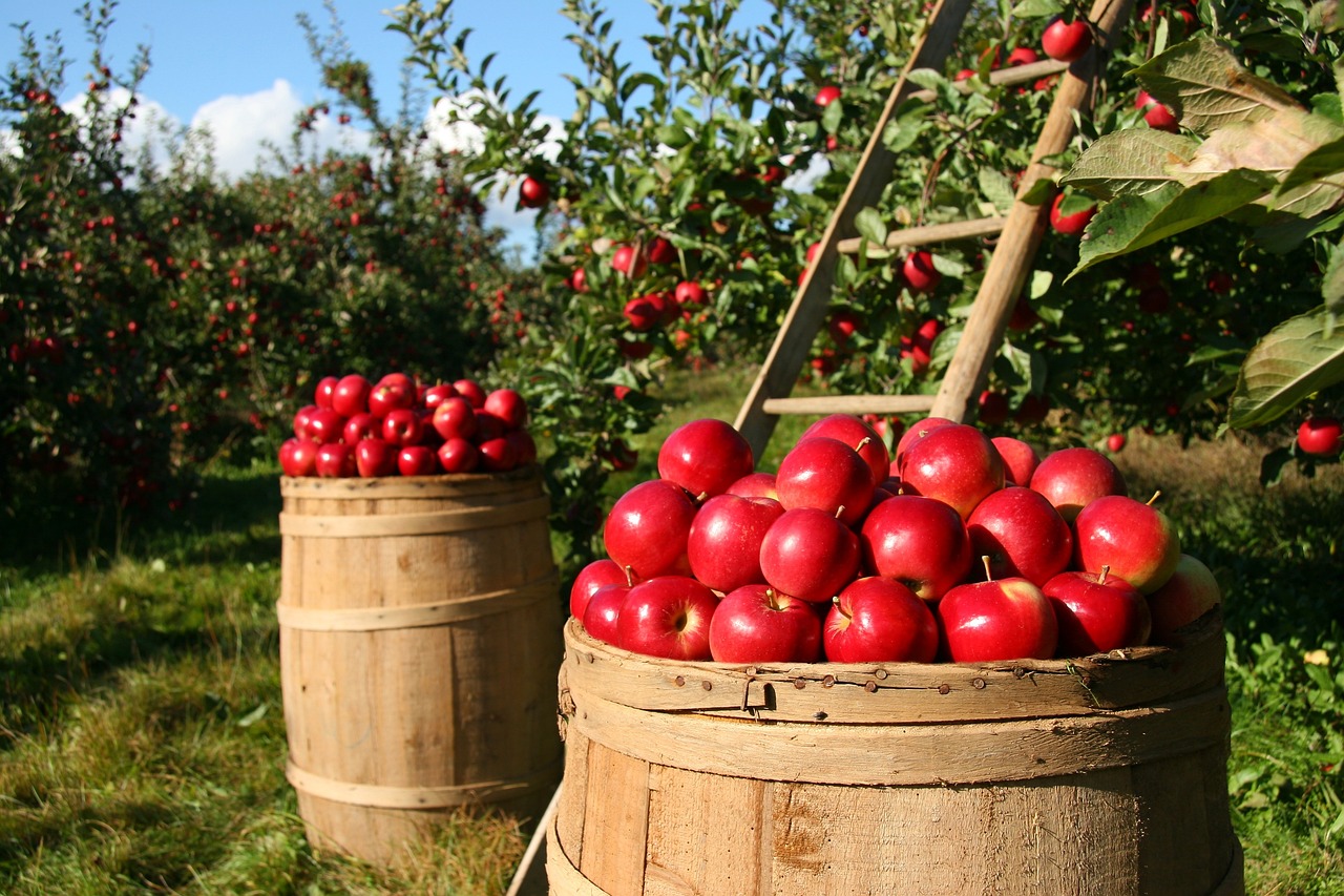 ECO vs. BIO: ce le separă, ce le apropie