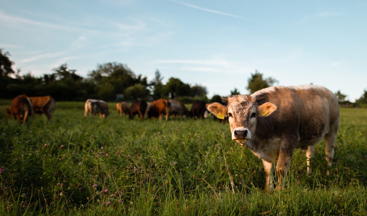 Echipamente pe care să le deții dacă crești animale în curtea ta