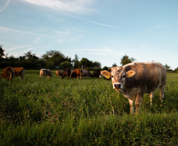 Echipamente pe care să le deții dacă crești animale în curtea ta