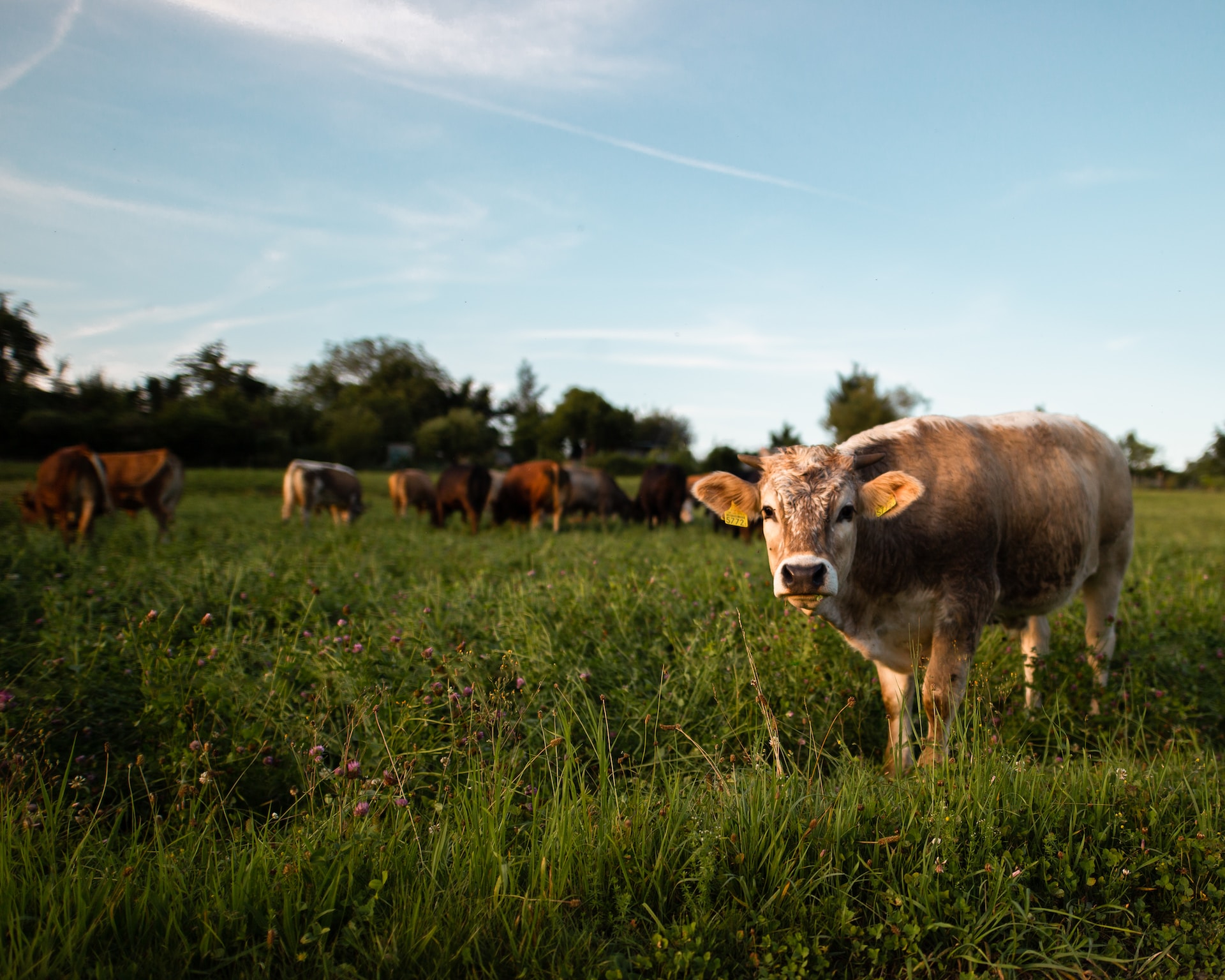 Echipamente pe care să le deții dacă crești animale în curtea ta