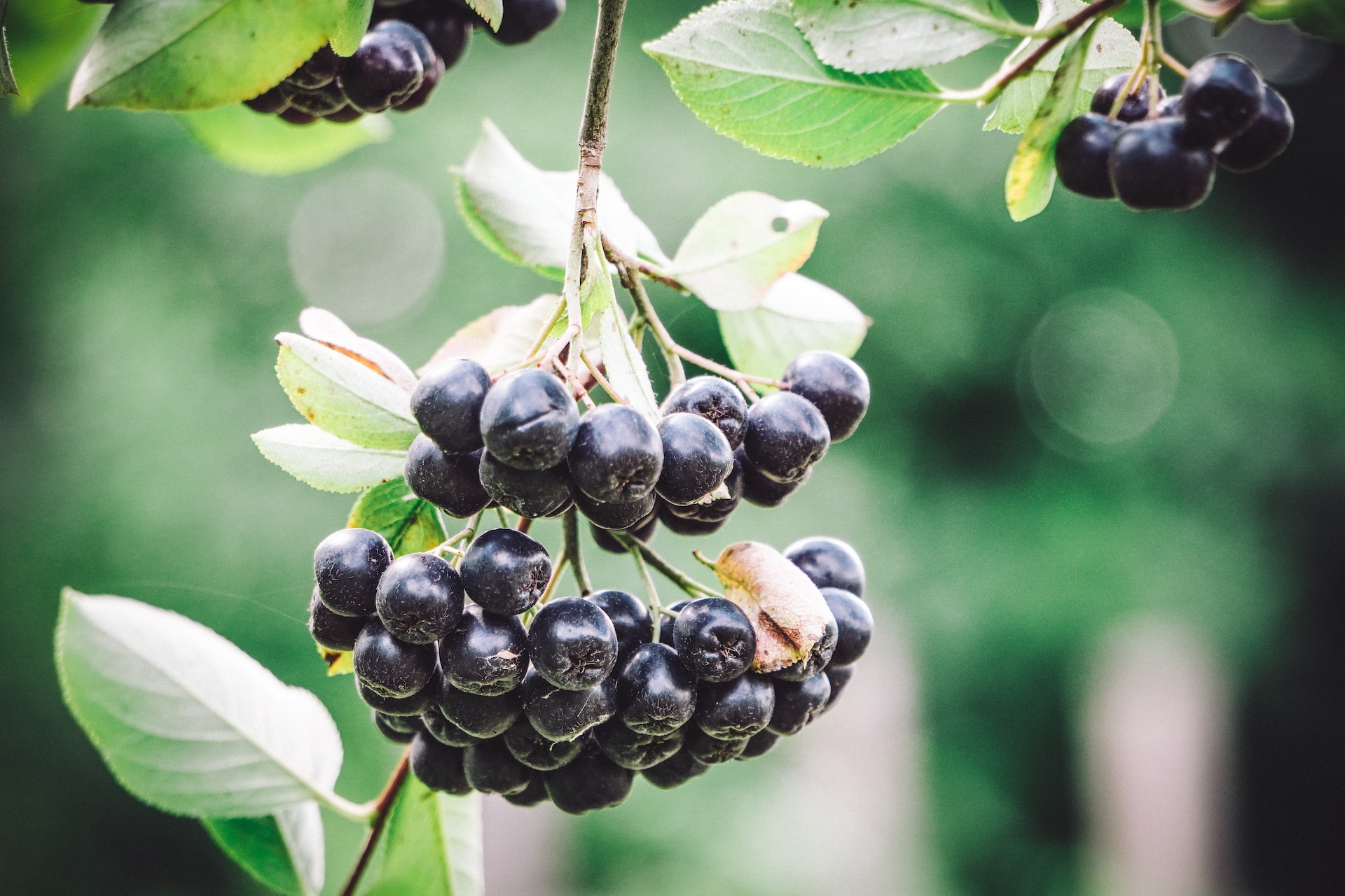 Aronia bio in lupta impotriva radicalilor liberi si imbatranirii timpurii