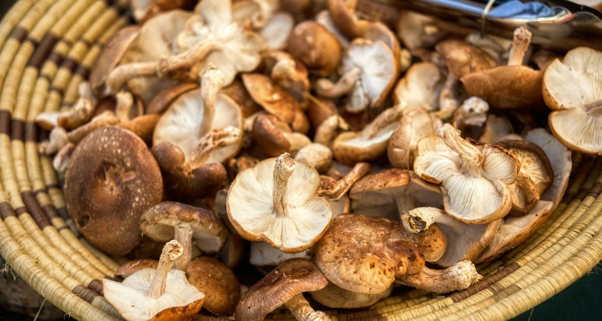 AHCC: de unde îl cumperi în siguranță și cum deosebești un produs autentic de o simplă pulbere?