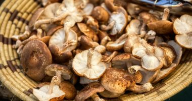 AHCC: de unde îl cumperi în siguranță și cum deosebești un produs autentic de o simplă pulbere?